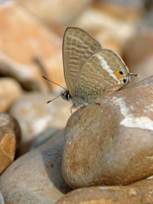 UKB LTB male (2) Worthing beach 20.9.22.jpg