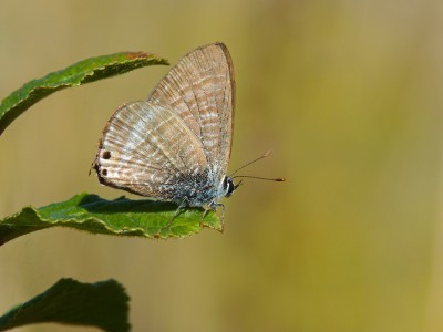 UKB Long-tailed Blue (male) (1) Whitehawk Hill 7.8.22.jpg