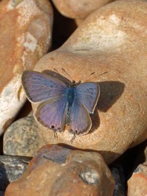 UKB LTB male (3) Worthing beach 20.9.22.jpg