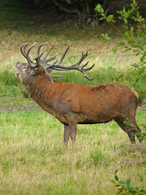 BC Red Deer stag (2) Knepp 22.9.19.jpg