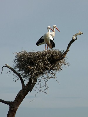 UKB White Stork pair, Knepp 23.7.20.jpg