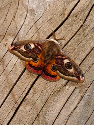 Emperor Moth male 14.4.21.jpg
