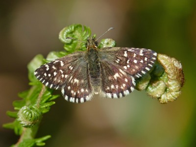 UKB Grizzled Skipper female, Ditchling Common 31.5.22.jpg