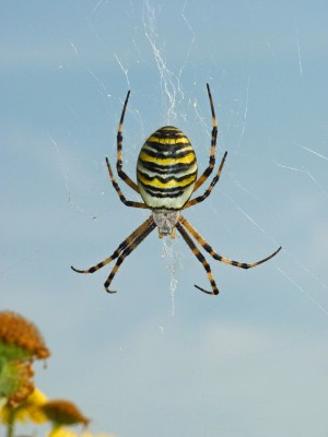 UKB Wasp Spider, Danhill 6.9.21.jpg