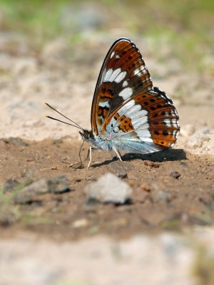 UKB White Admiral (2) June 2024.jpg