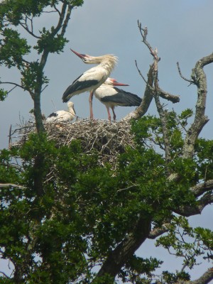 UKB White Storks, Knepp 7.6.20 (1).jpg