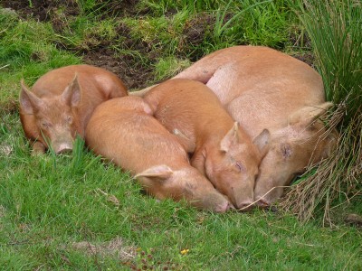 UKB Tamworth Pigs (2) Knepp 27.9.20.jpg