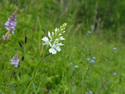 UKB Common Spotted-orchid var. alba (1) X Down 8.6.21.jpg
