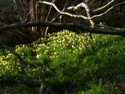 NYE Wild Daffodils (3) 17.3.22.jpg