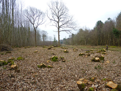BC Rewell Wood (1) 1.3.19.jpg