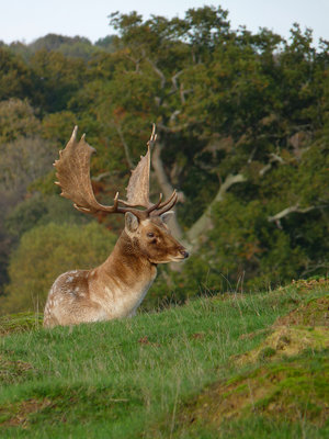 UKB Fallow buck, Petworth Park 27.10.19.jpg