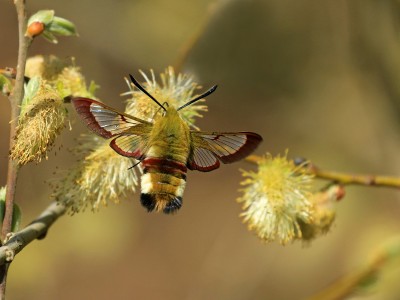 Broad-bordered Bee Hawk-moth (Mark Hulme) web size.jpg