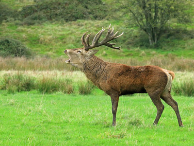 UKB Red Deer stag (2), Knepp by Mark Hulme.jpg