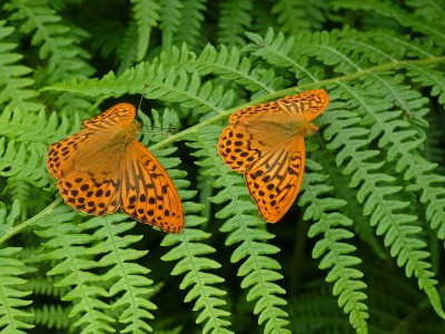 UKB Silver-washed Fritillaries, West Sussex 30.6.21.jpg