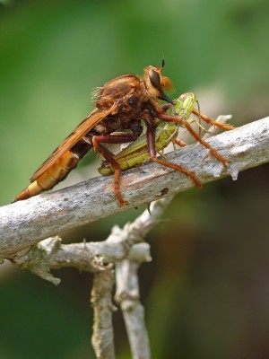 UKB Hornet Robberfly with grasshopper, Home Brow (1).jpg
