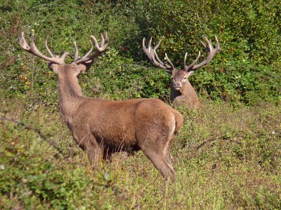 Knepp Safari 13.10.21 Red Deer stags.jpg