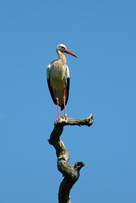 UKB White Stork (3) Knepp safari 18.7.21.jpg