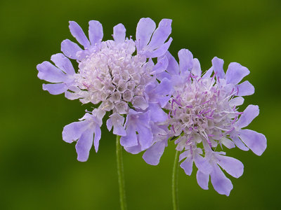 BC Field Scabious, Chantry Hill 21.7.19.jpg