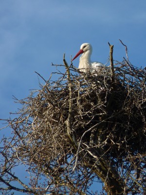Knepp Safari (White Stork 2) 18.4.21 (Neil Hulme).jpg