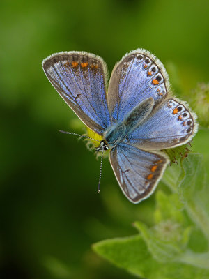 BC Common Blue female, Rowland Wood 15.8.19.jpg