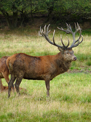 BC Red Deer stag (1) Knepp 22.9.19.jpg