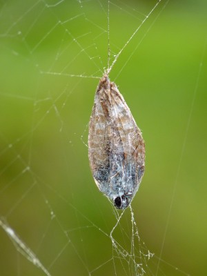 UKB LTB female in spider's web (2) Whitehawk Hill 15.9.22.jpg