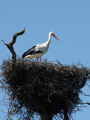 UKB White Stork, Knepp safari 17.7.21.jpg