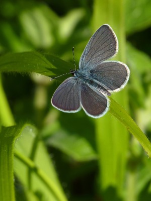 UKB Small Blue (male 3) Springhead Hill 6.6.21.jpg