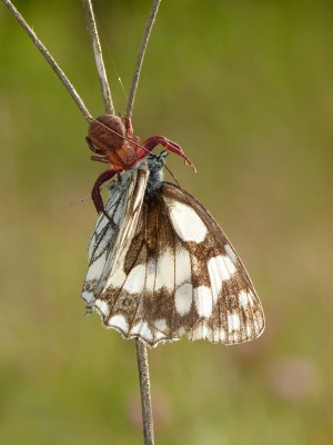 UKB Crab Spider with Marbled White, Springhead Hill 16.7.20.jpg