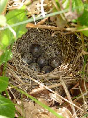 Tree Pipit nest, Charlton Forest 7.5.19.jpg