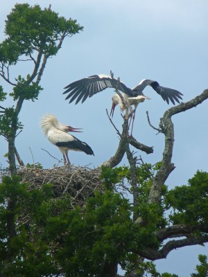 UKB White Storks, Knepp 7.6.20 (3).jpg