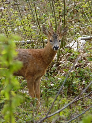 UKB Roe buck, Stansted Forest 13.5.21.jpg