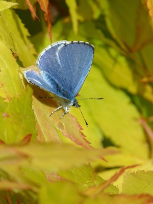 UKB Holly Blue (male), Worthing garden (2) 24.5.21.jpg
