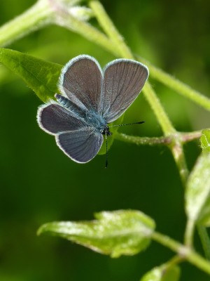 UKB Small Blue (male 2) Springhead Hill 6.6.21.jpg