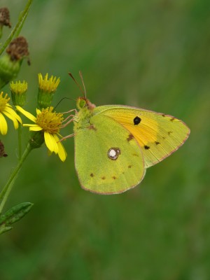 UKB Clouded Yellow, SDS 15.9.21.jpg