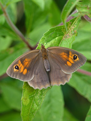 BC Meadow Brown, Martin Kalaher's garden 1.8.19.jpg