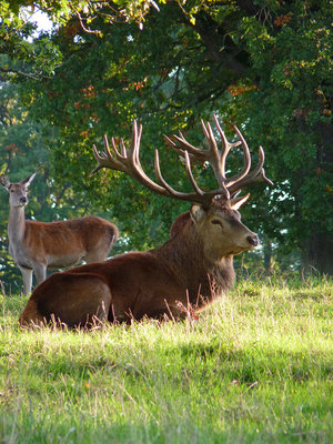UKB Red Deer stag (2), Knepp 15.10.19.jpg