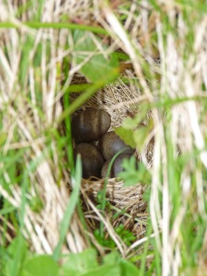 UKB Meadow Pipit nest, Chantry Hill 30.4.23.jpg