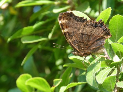 UKB Large Tortoiseshell, Knepp safari 8.7.22.jpg