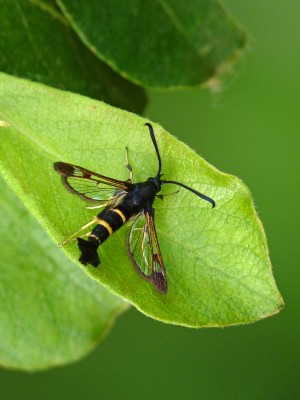 UKB Sallow Clearwing, Knepp 6.7.22.jpg