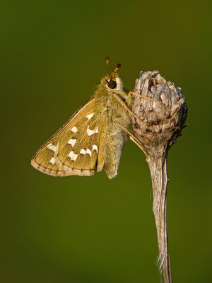 BC SSSk (4) Cissbury Ring 1.8.19.jpg