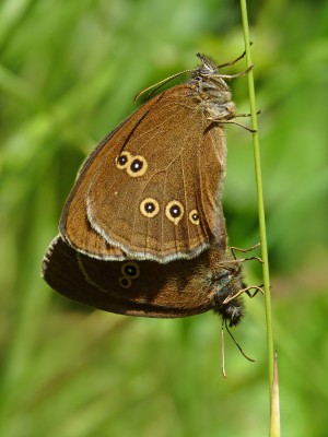 UKB Ringlet mating pair, Knepp 28.6.22.jpg