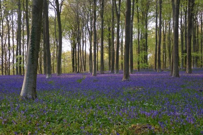 UKB Bluebells (1) APE 30.4.21.jpg