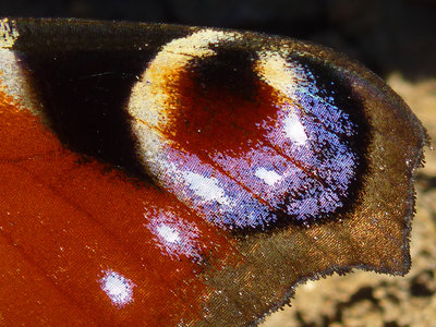 BC Peacock wing detail, Houghton Forest 25.2.19.jpg