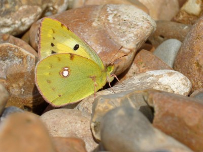 UKB Clouded Yellow helice, Worthing beach 20.9.22.jpg