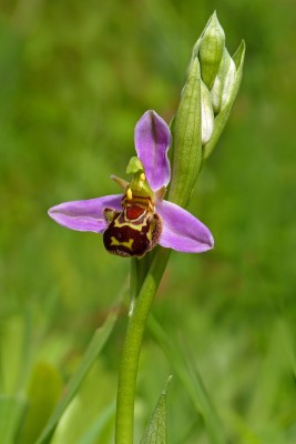 UKB Bee Orchid, Ditchling Common 31.5.22.jpg