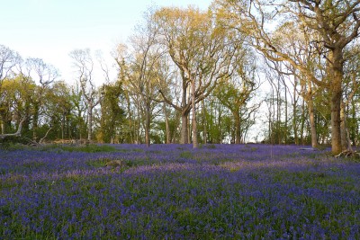 UKB Bluebells, Pete's Wood 10.5.21.jpg