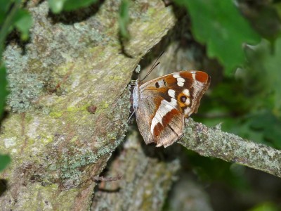 UKB Empress on sap run, Knepp 13.7.22.jpg