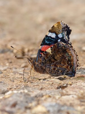 UKB Red Admiral, Houghton Forest 23.6.20.jpg