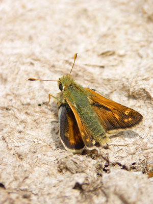 BC SSSk male (1), Cissbury Ring 31.7.19.jpg